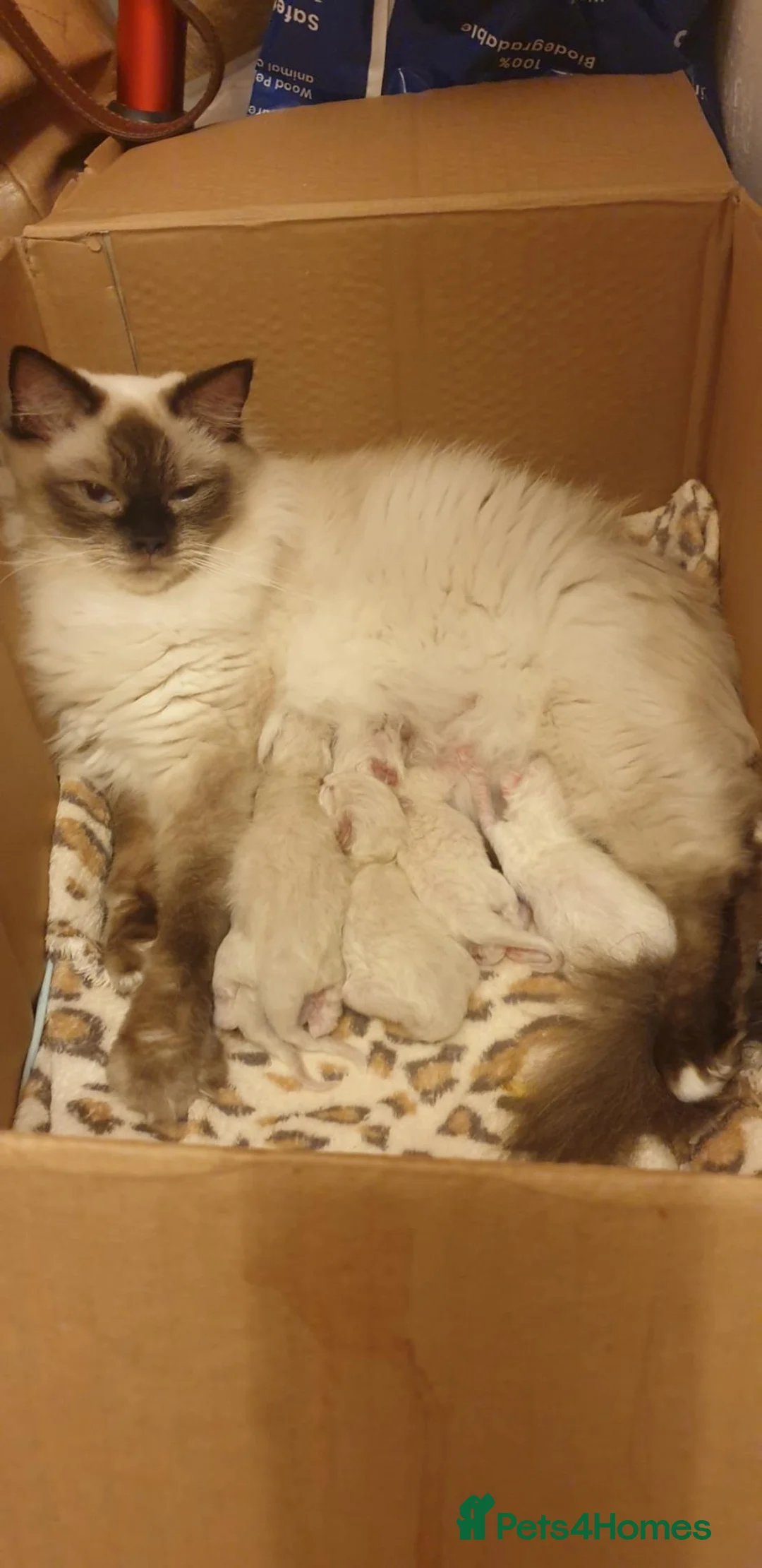 Ragdoll cats for sale: Lovely Ragdolls: Fully Vaccinated & HCM/PKD Clear - Advert 2