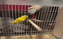 Parrots birds for sale: Parrotlet for sale  - Image 1