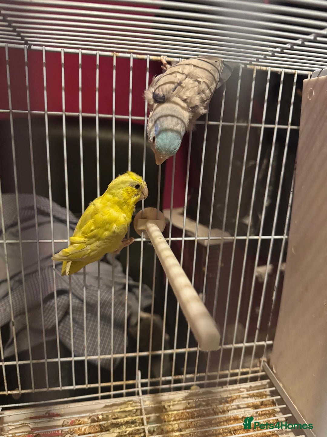 Parrots birds for sale: Parrotlet for sale  - Image 1