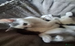 Mixed Breed cats for sale: Kittens - Image 2