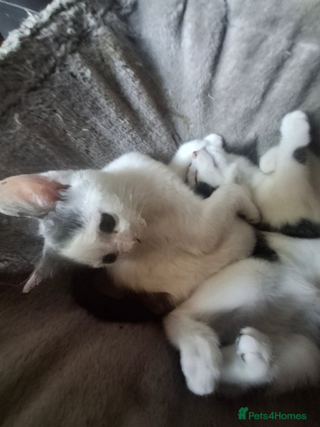 Mixed Breed cats for sale: Kittens - Image 2