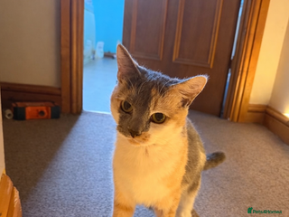 Mixed Breed cats 1 female 1 male and 1 kitten - Advert 8