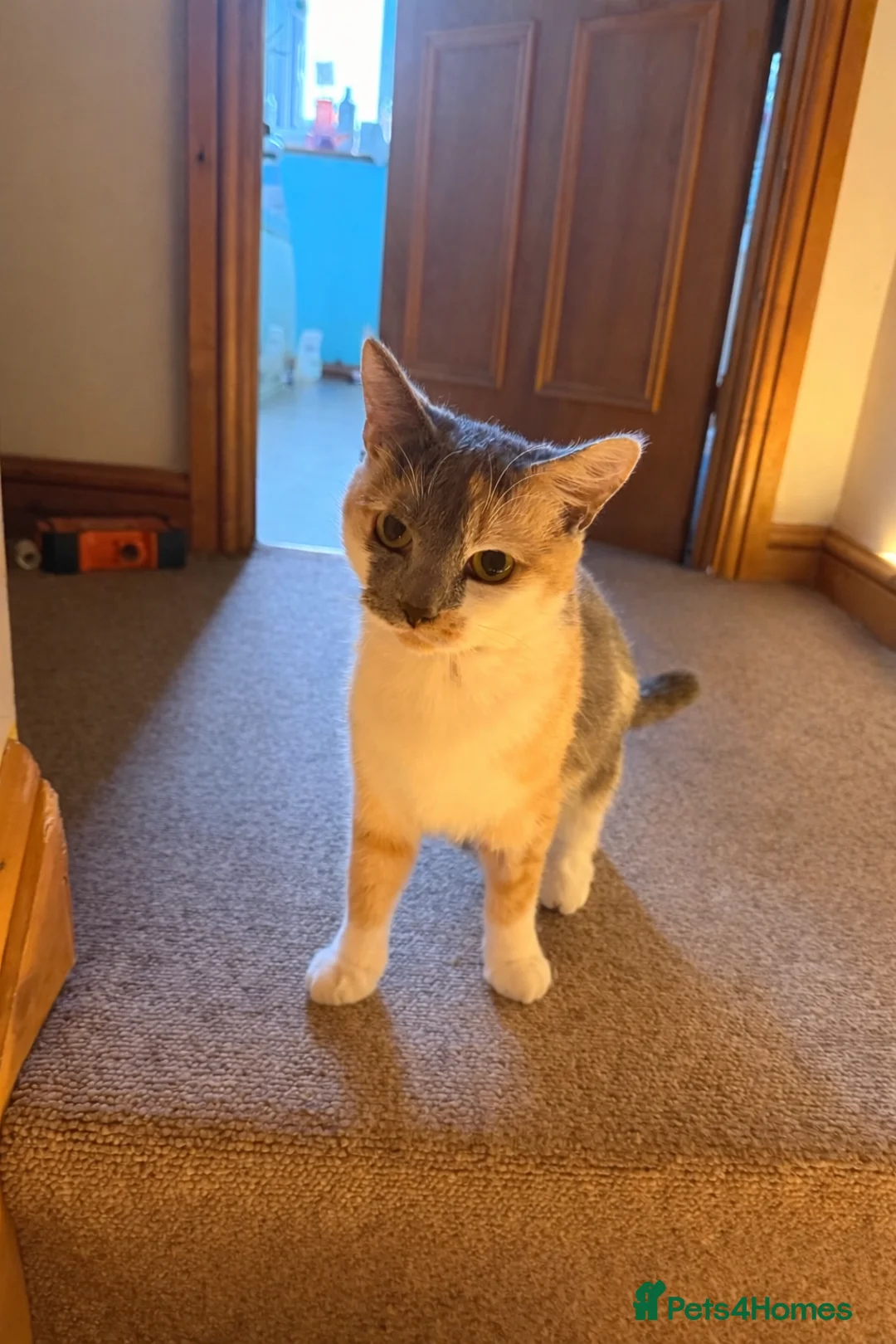 Mixed Breed cats for sale: 1 female 1 male and 1 kitten - Advert 1