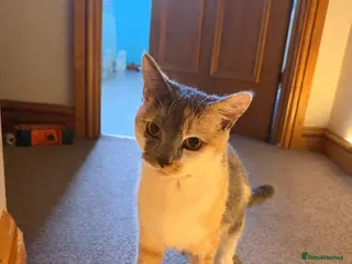 Mixed Breed cats 1 female 1 male and 1 kitten - Advert 19