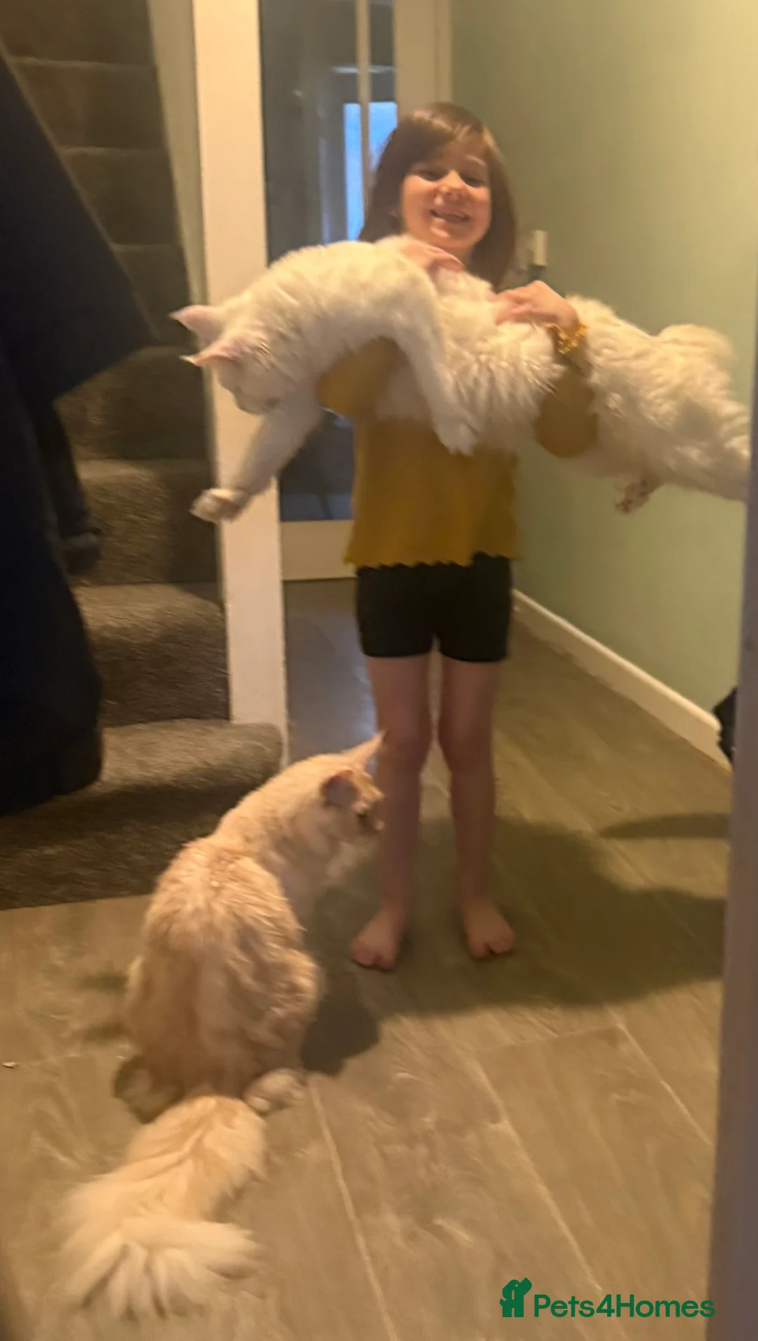 Maine Coon cats for stud: Pure white mainecoon stud with ice blue eyes in Chepstow - Advert 4