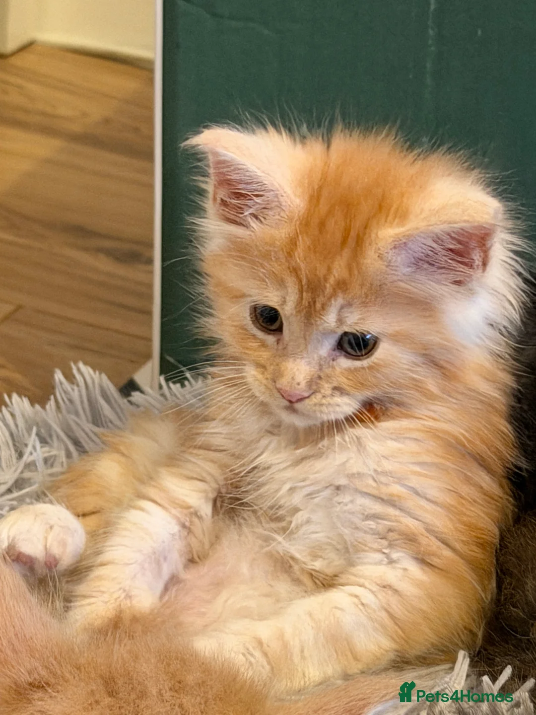 Maine Coon cats for sale: TICA Registered Maine Coon Kittens - Advert 5