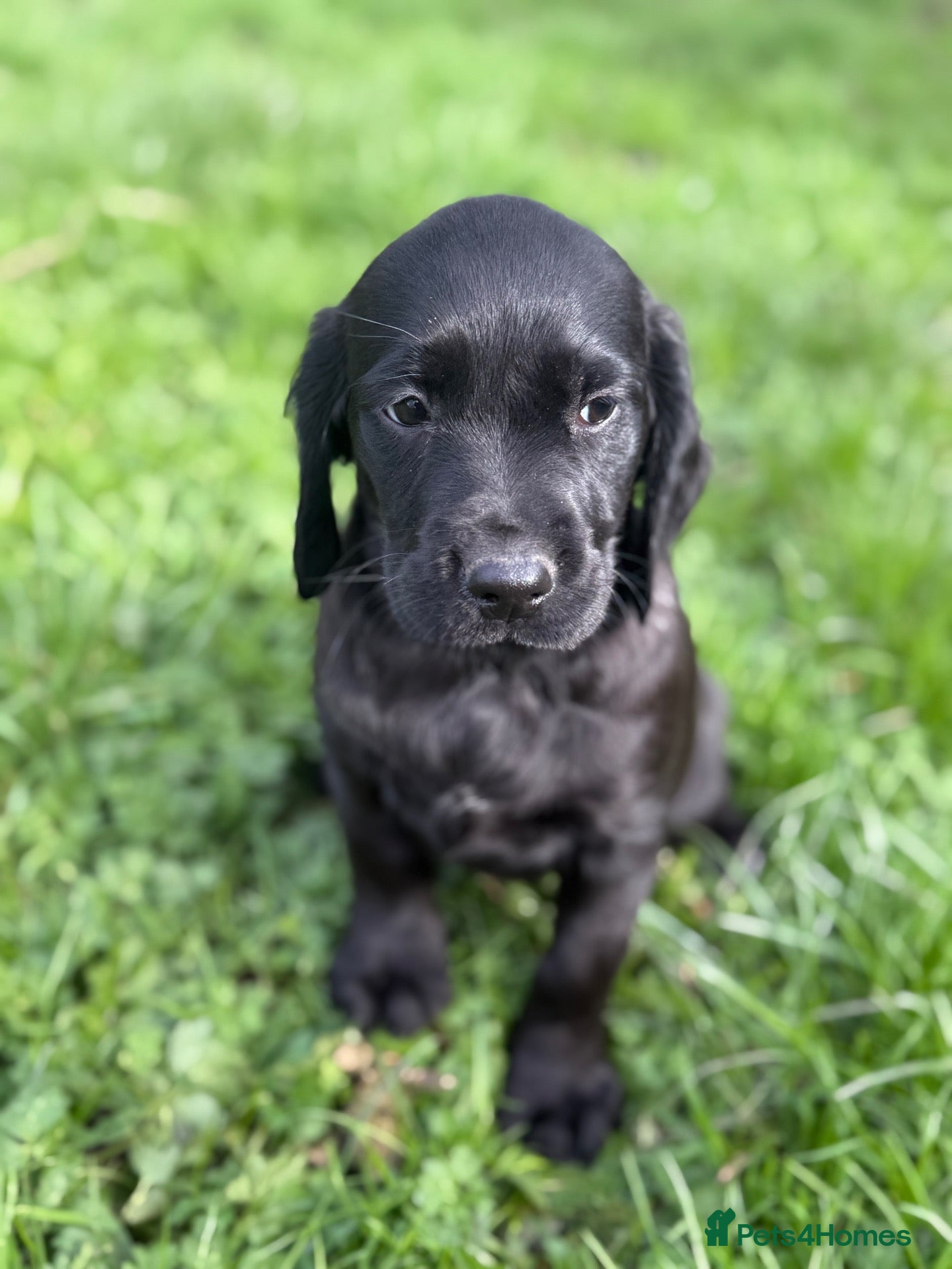 Cockerdor dogs Cocker x labrador - Advert 1