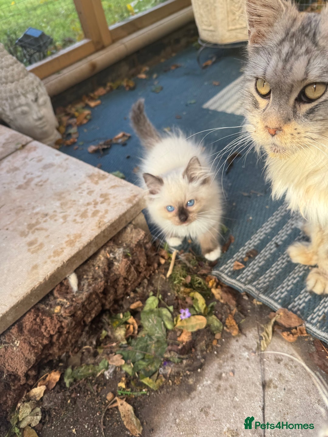 Ragdoll cats for sale: 🚨 Gorgeous, pedigree Ragdoll Puffballs! 🚨  - Image 26