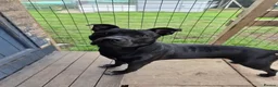Staffordshire Bull Terrier dogs for adoption: Murphy - Advert 12