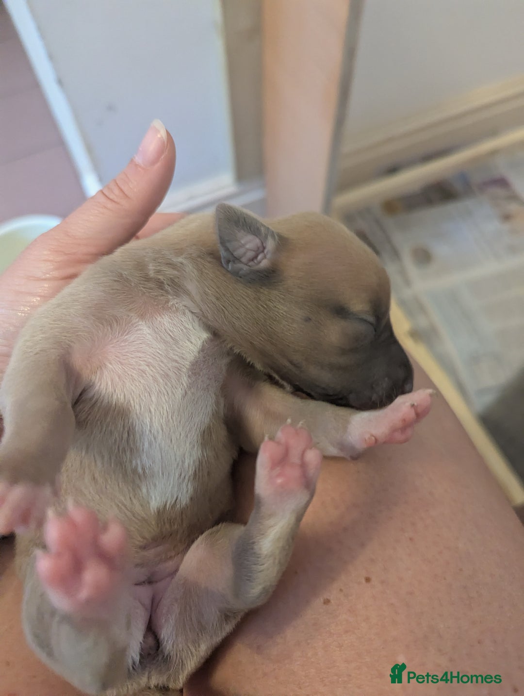 Whippet dogs for sale: Whippet Puppies for sale - Image 14