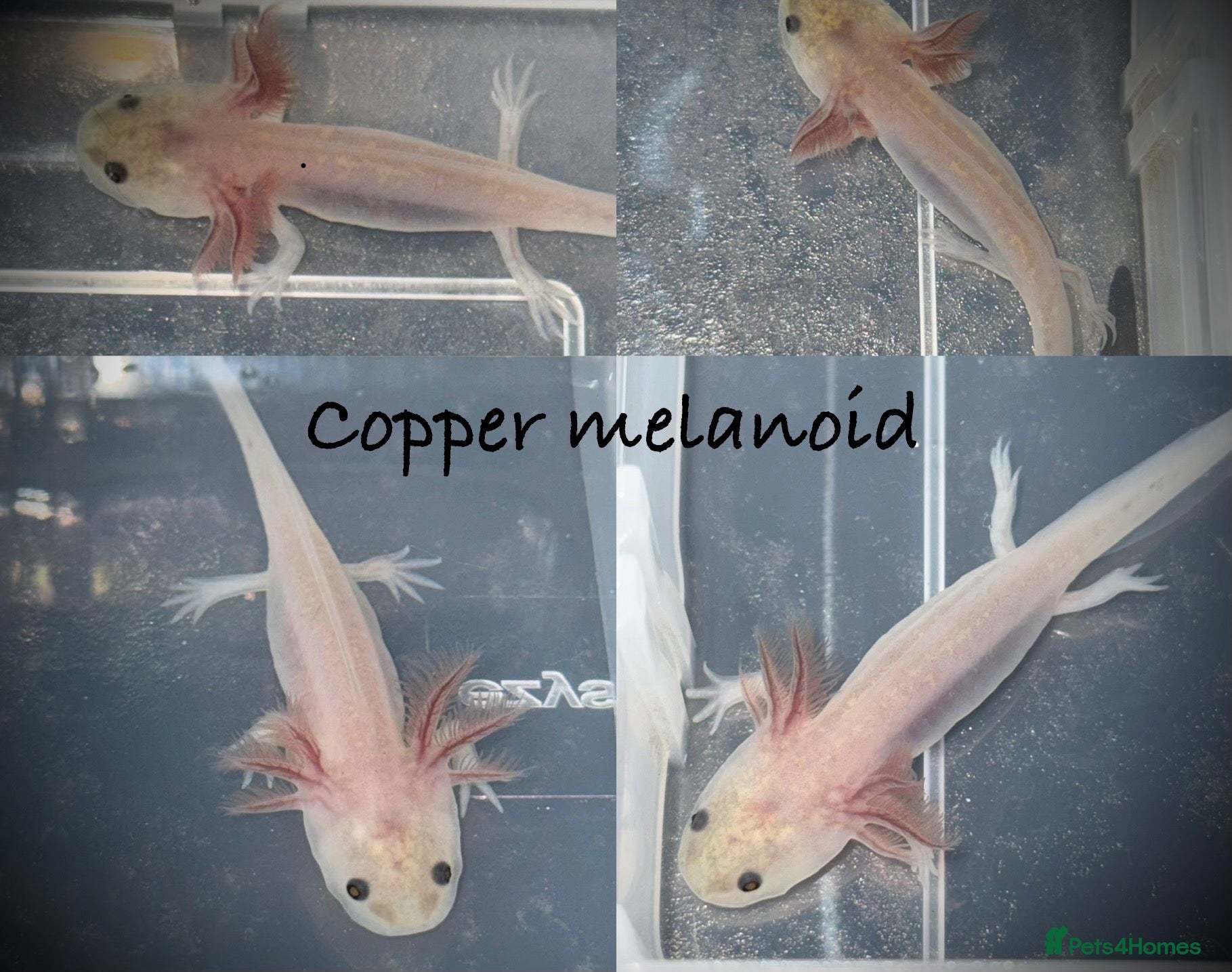 Axolotl reptiles Axolotl juveniles  - Advert 2