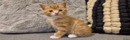 Mixed Breed cats for sale: 6 lovely kittens - Advert 25