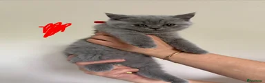 British Shorthair 4