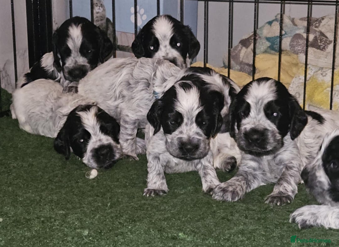 Cocker Spaniel dogs for sale: Blue Roan Show Cocker Spaniels  in Bathgate - Image 2