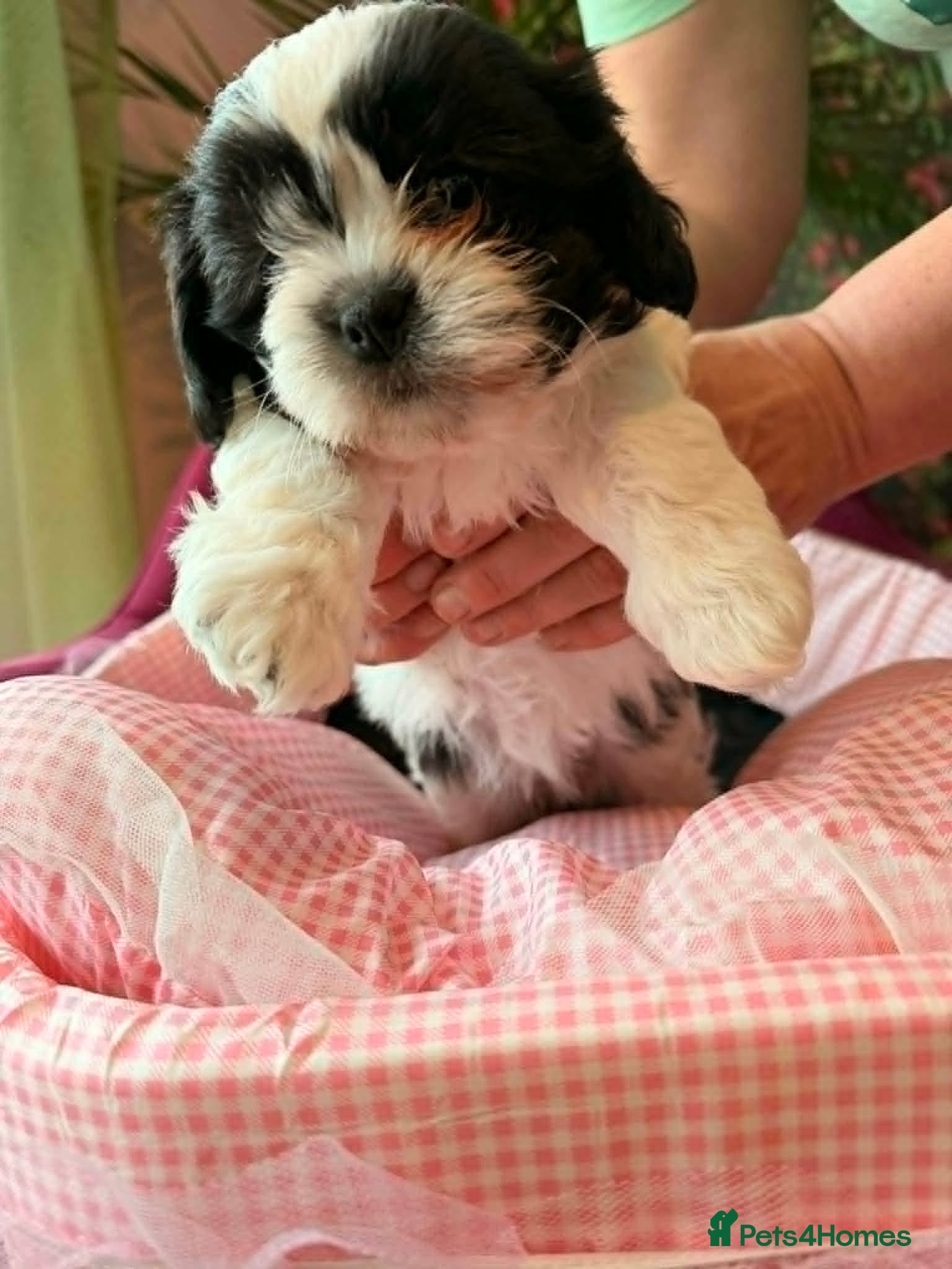 Malshi dogs Malshi Puppies  - Ready for new homes - Advert 2