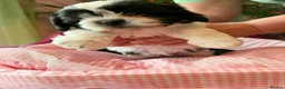 Malshi dogs for sale: Malshi Puppies - Rare Type - Ready Soon - Advert 4