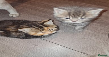 Exotic cats - Advert 14