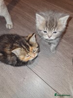 Exotic cats - Advert 4