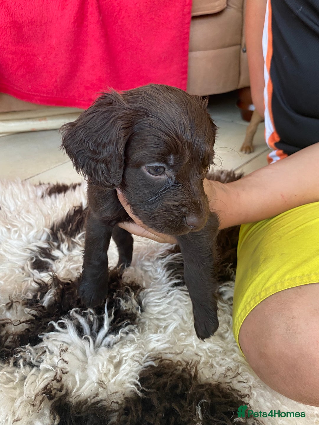Cocker Spaniel dogs for sale: Working cocker spaniel puppies.  - Image 2