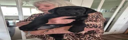 Labrador Retriever dogs for sale: KC Registered Labrador Puppies - Advert 2