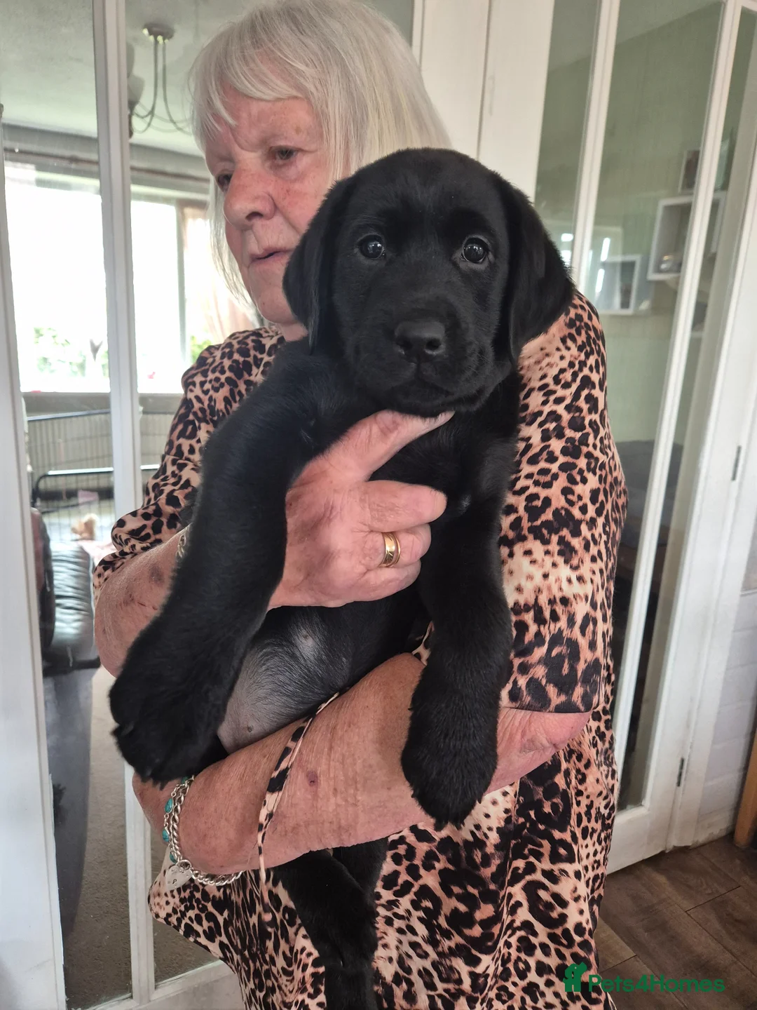 Labrador Retriever dogs for sale: KC Registered Labrador Puppies - Advert 2