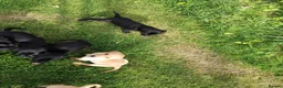 Labrador Retriever dogs for sale: Labrador pups  in Inverurie - Advert 6