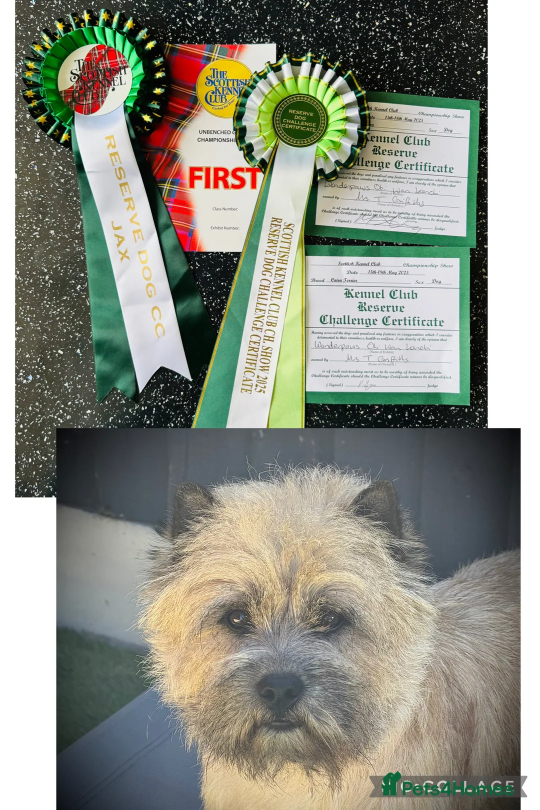 Cairn Terrier dogs for stud: Quality KC reg, health tested stud  - Advert 7