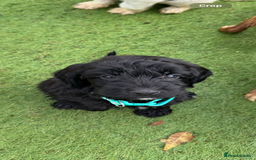 Cockapoo dogs for sale: 12 stunning cockapoo puppies ready now - Image 8