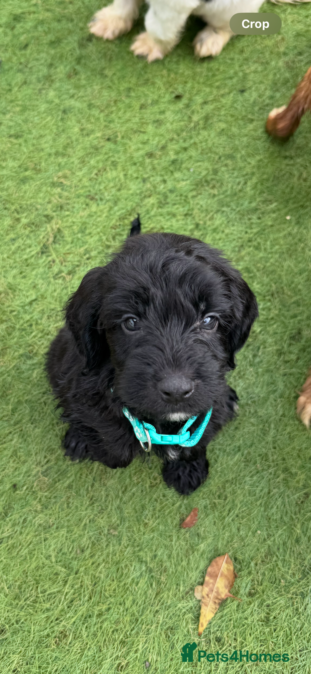 Cockapoo dogs for sale: 12 stunning cockapoo puppies ready now - Image 8