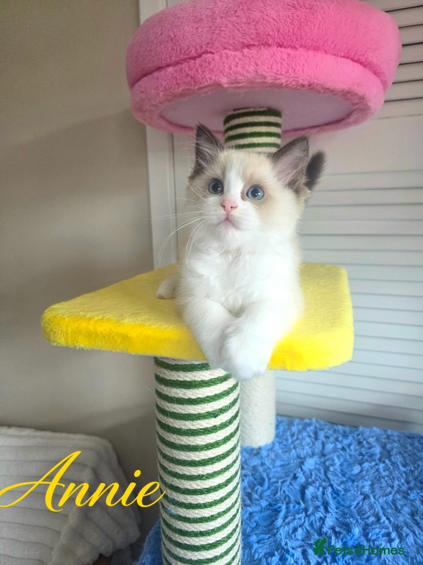 Ragdoll cats 🏆🎖 Premium GCCF Ragdoll Kittens Grand bloodlines - Advert 5