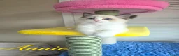 Ragdoll cats for sale: 🏆🎖 Premium GCCF Ragdoll Kittens Grand bloodlines - Advert 11