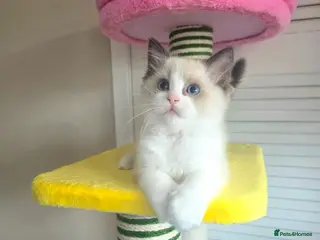 Ragdoll cats 🏆🎖 Premium GCCF Ragdoll Kittens Grand bloodlines - Advert 5