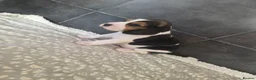 Beagle dogs for sale: Beautiful Beagle Puppies Looking For A Loving Home - Advert 16