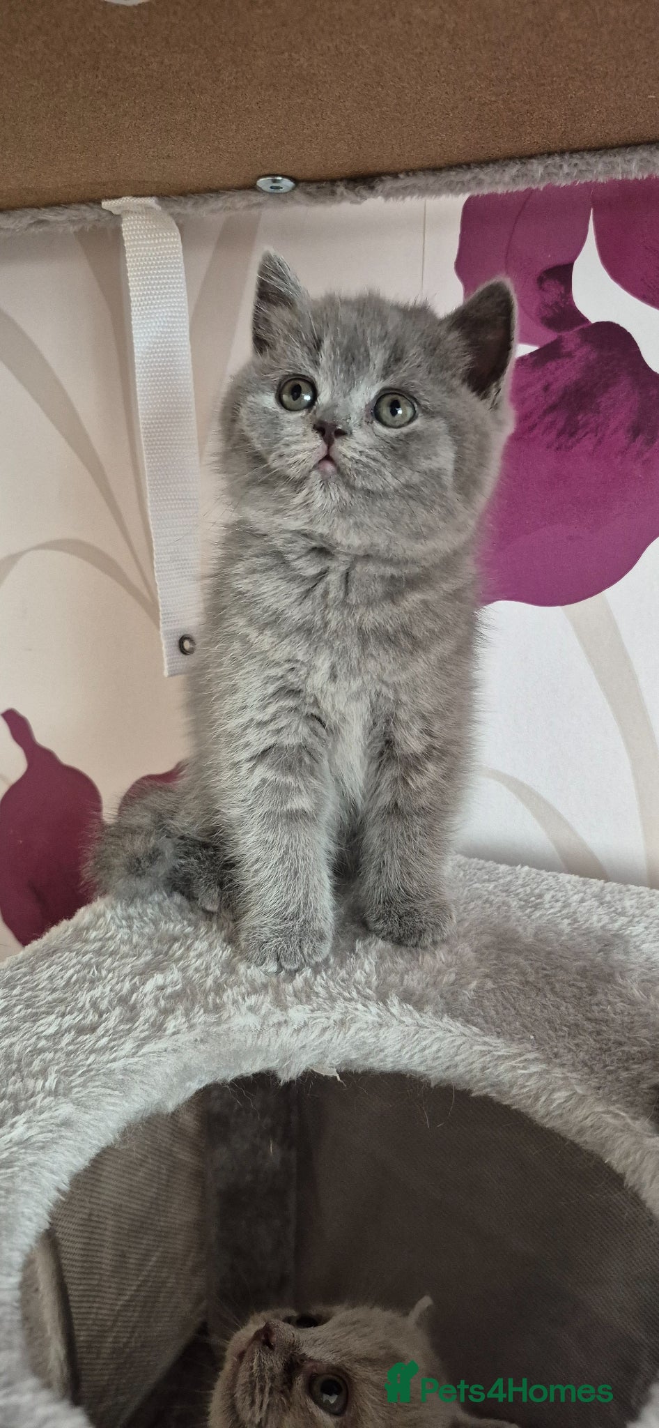 British Shorthair cats for sale: British shorthair kittens for sale  in Gloucester - Advert 14