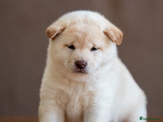 Japanese Shiba Inu dogs Shiba Inu Puppies – Top European Bloodlines UK KC - Advert 1