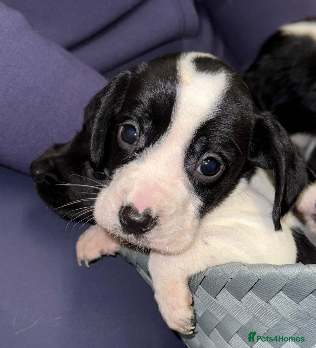 Mixed Breed dogs for sale: Gorgeous Springerjack Puppies  - Advert 6