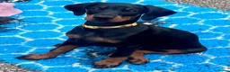 Dobermann dogs for sale: Health tested European puppies  - Advert 5