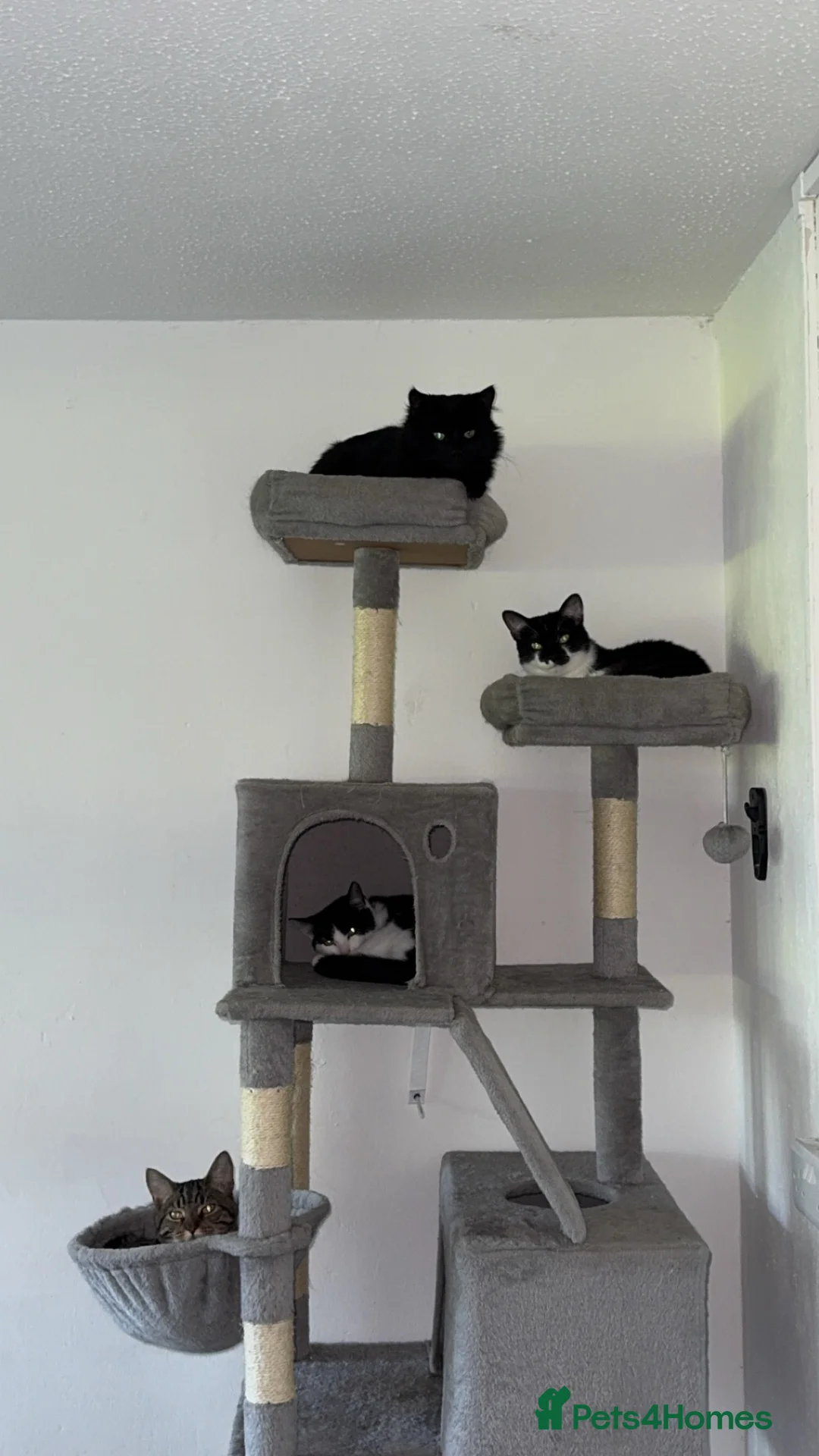 Mixed Breed cats for sale: Male tuxedo kitten  - Advert 2