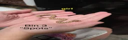 Snake reptiles for sale: Western hognose hatchlings  in Canterbury - Advert 5