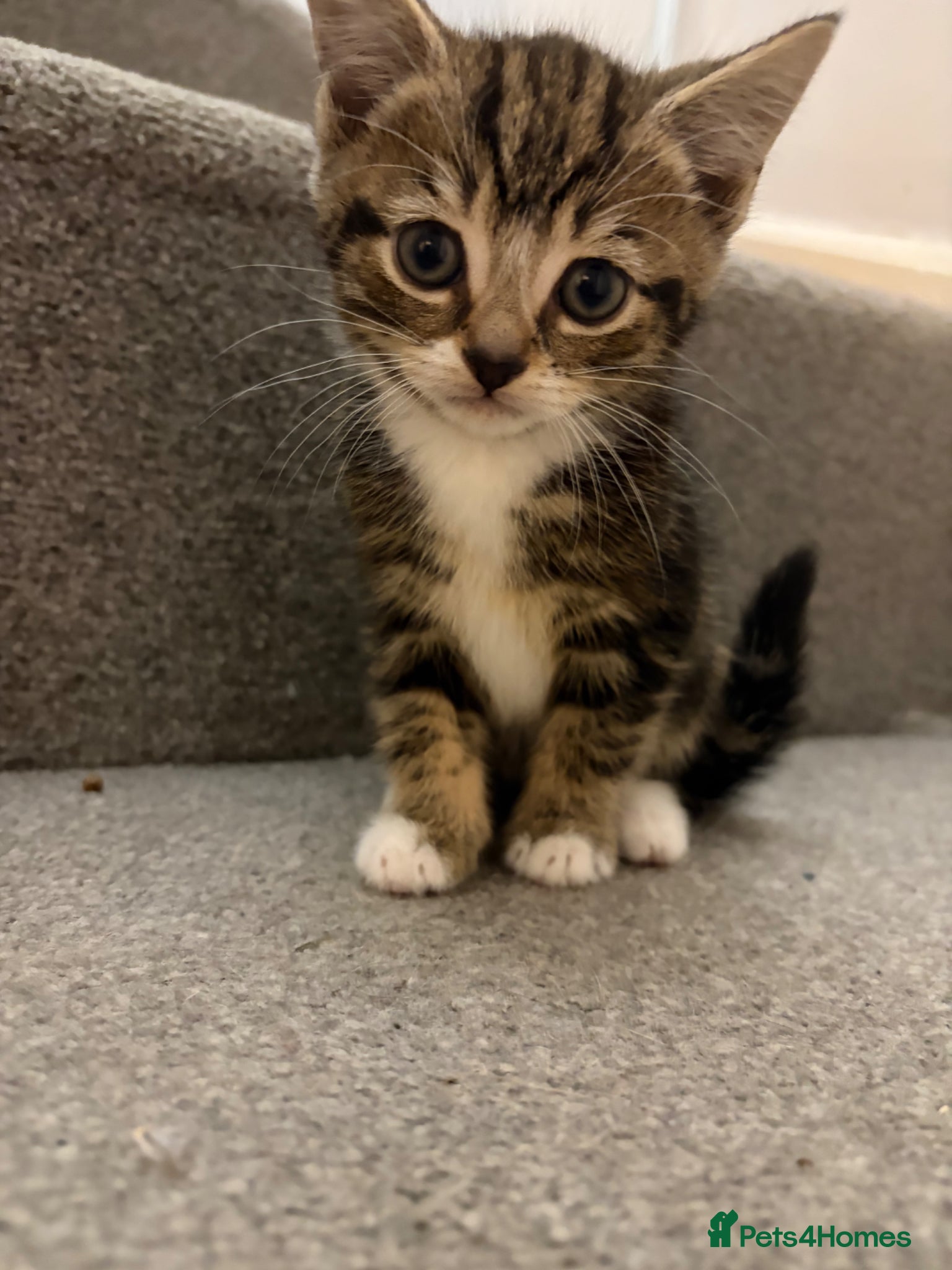 Mixed Breed cats Beautiful Female Kitten - Advert 1