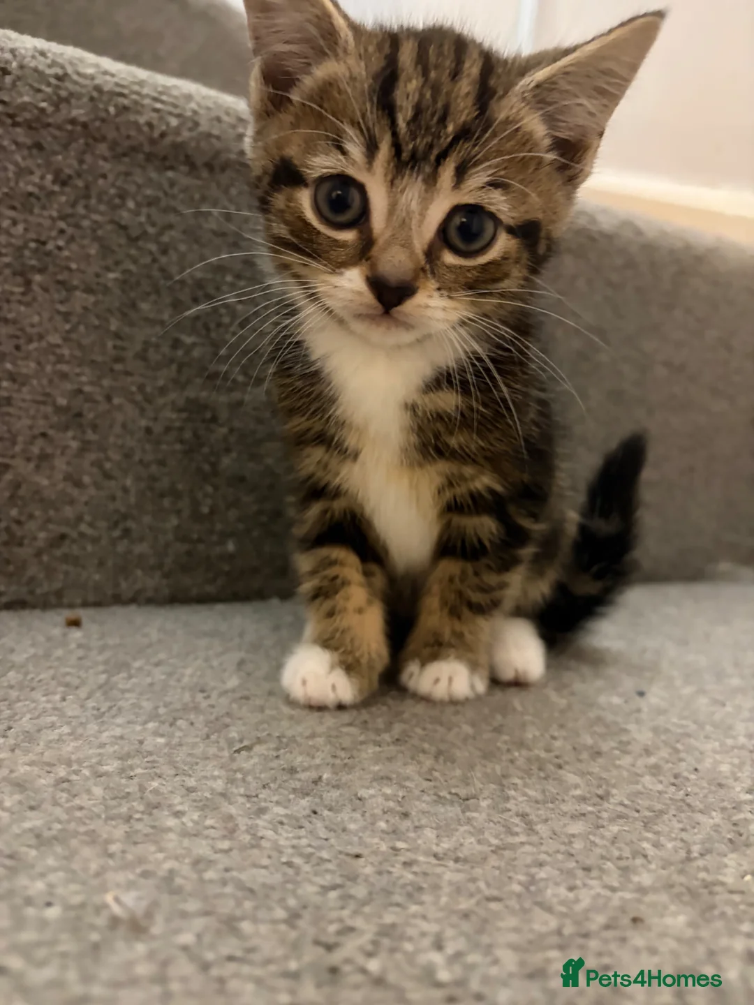 Mixed Breed cats for sale: Beautiful Female Kitten - Advert 1