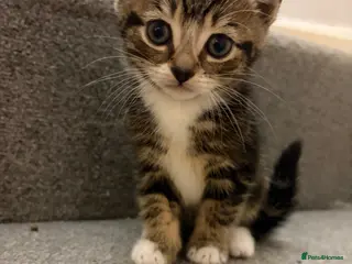 Mixed Breed cats Beautiful Female Kitten - Advert 1