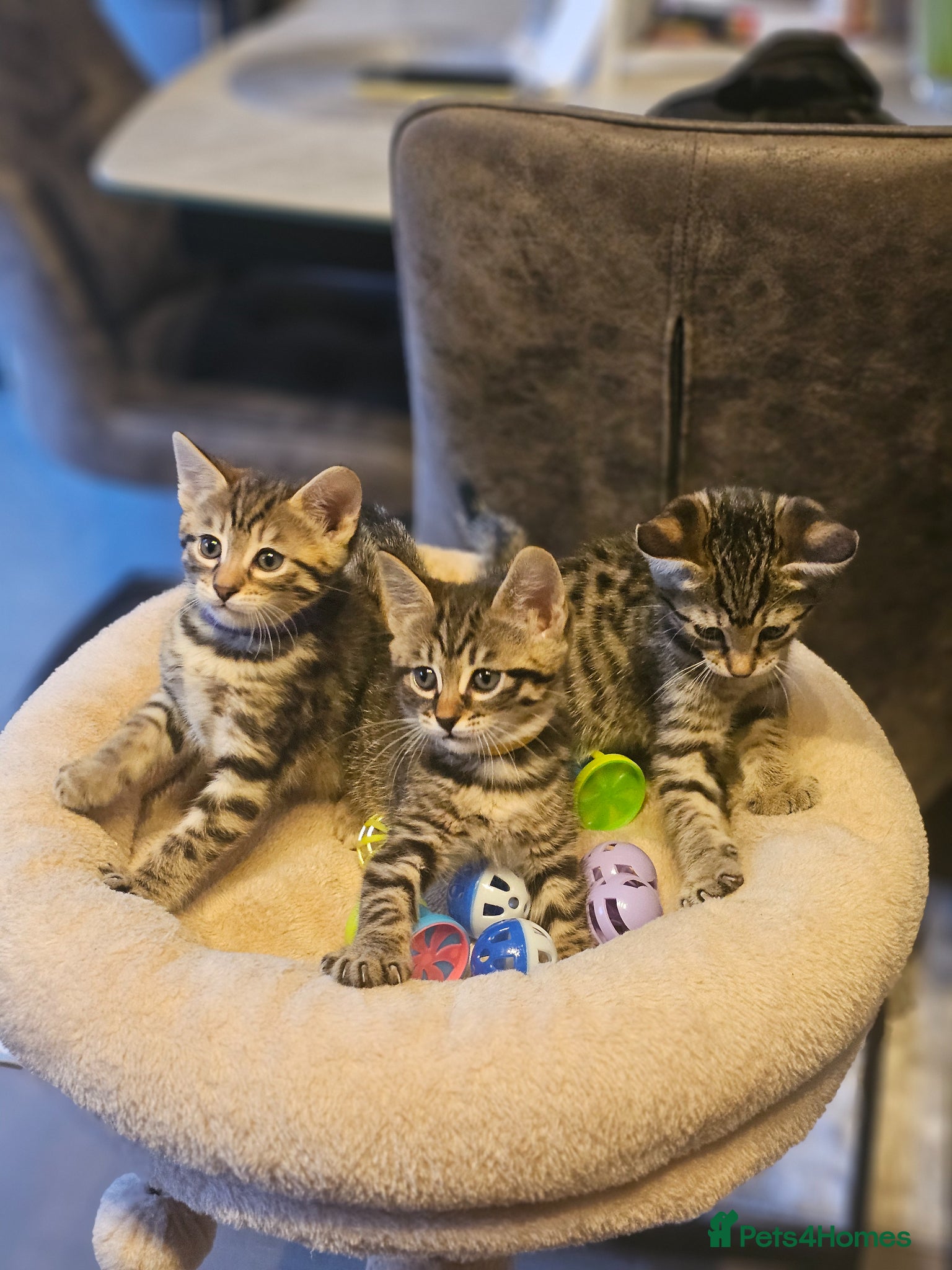 Savannah cats Savannah Kittens for Sale - Advert 17