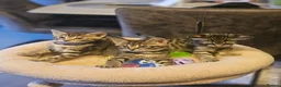 Savannah cats for sale: F3 Savannah Kittens for Sale - Advert 27