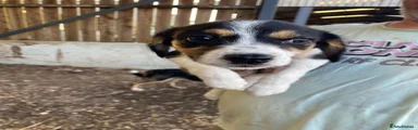 Mixed Breed 4