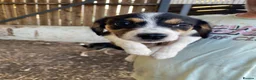Mixed Breed dogs for sale: Cocker spaniel x collie puppies - Advert 8