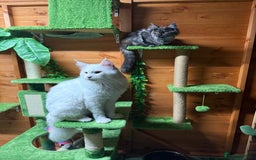 Maine Coon cats for sale: ANDERPRIDE HAVE KITTENS- INTEREST  OPEN  - Image 20
