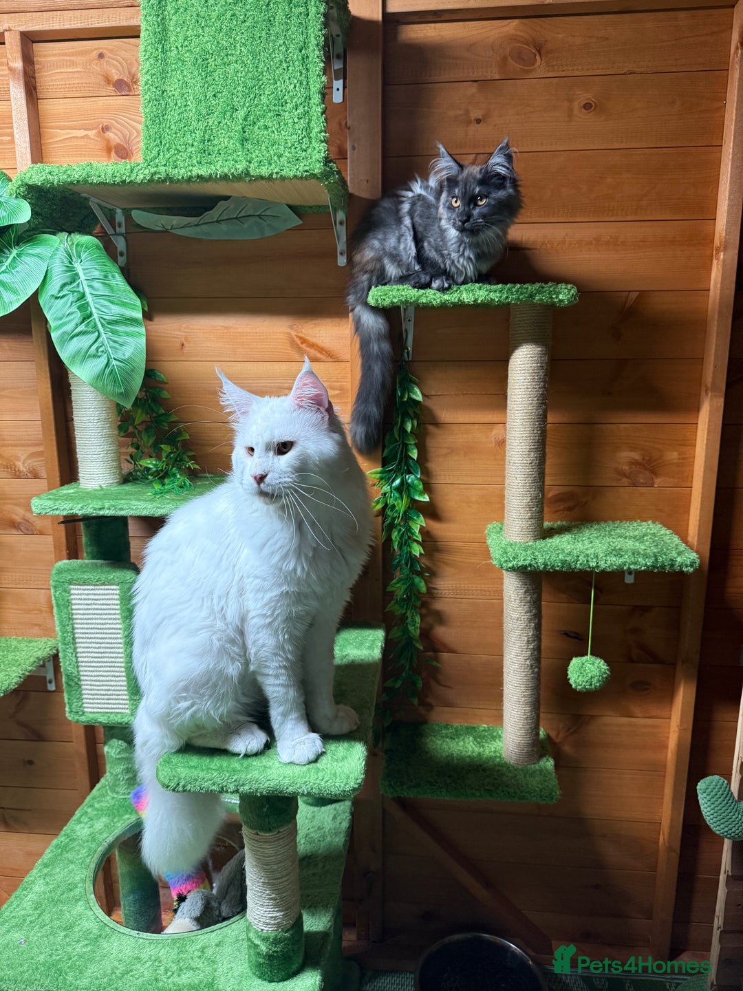 Maine Coon cats for sale: ANDERPRIDE HAVE KITTENS- INTEREST  OPEN  - Image 20