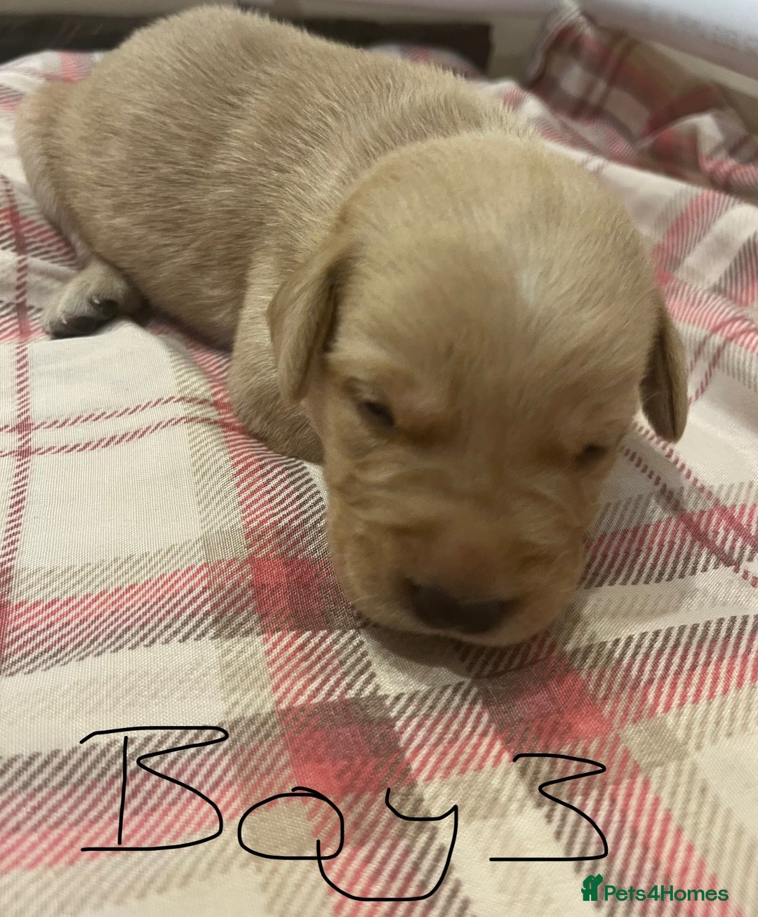 Goldador dogs for sale: Goldador  - Image 8