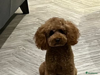 Toy Poodle dogs Toy poodle stud only 3kg in weight in Birmingham - Advert 1